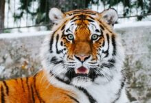 close-up photography of tiger