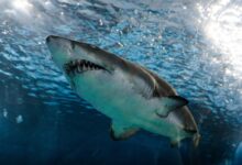great white shark