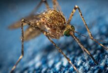 brown mosquito