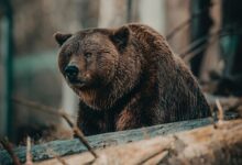 brown bear on brown wooden log during daytime