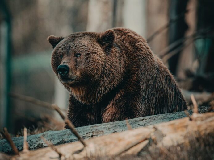 brown bear on brown wooden log during daytime