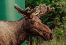 brown deer in close up photography