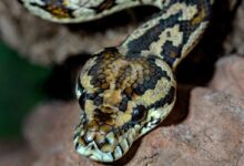 brown and black snake