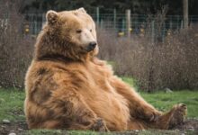 brown bear sitting on grass field