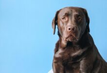 brown short coated dog sitting on gray carpet