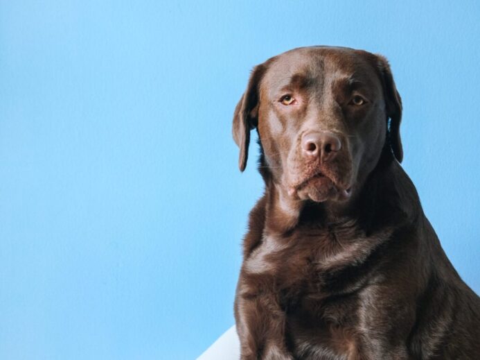 brown short coated dog sitting on gray carpet