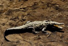 gray alligator at daytime