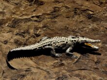 gray alligator at daytime