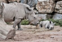 two rhinoceros eating in front of rock wall