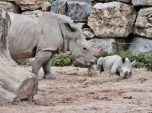 two rhinoceros eating in front of rock wall