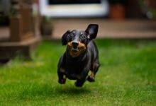 black and tan short coat small dog on green grass field during daytime