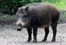 shallow focus photo of pig