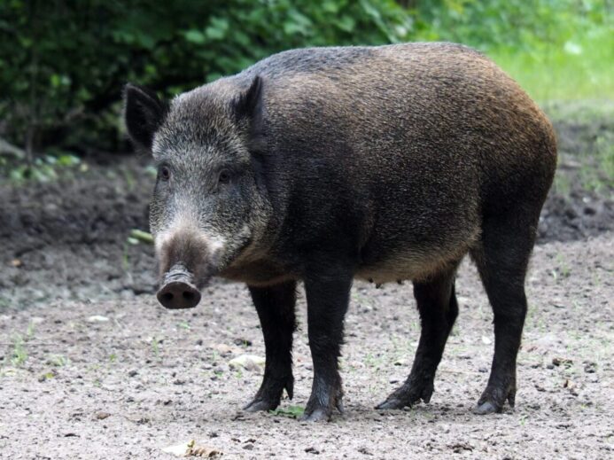 shallow focus photo of pig