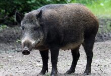 shallow focus photo of pig