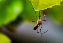 brown and black insect