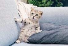 brown tabby kitten