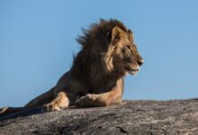 lion laying on ground facing sideways