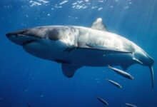 white and black shark underwater
