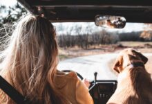 woman in brown long sleeve shirt sitting on car seat beside brown short coated dog during