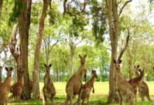 brown kangaroo sitting on green grass field during daytime