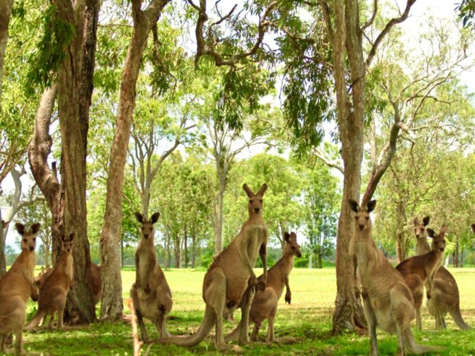 brown kangaroo sitting on green grass field during daytime