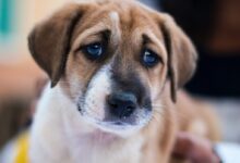 short-coated white and tan dog