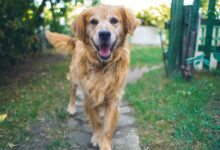 dog standing on pavement