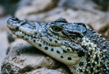 Aligator