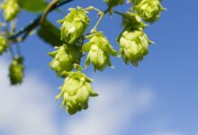 green flower buds in tilt shift lens