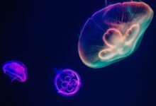 three assorted-color neon jellyfishes