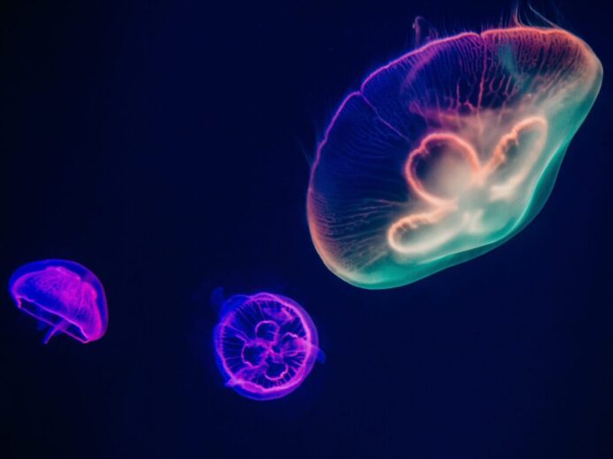 three assorted-color neon jellyfishes