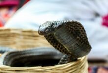 brown and black snake on brown wooden surface