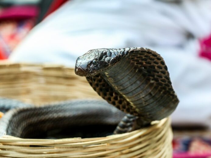 brown and black snake on brown wooden surface