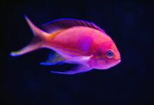close up photography of red fish