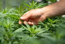 CRYSTALWEED cannabis