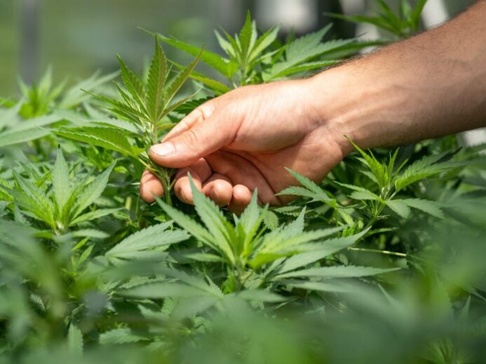 CRYSTALWEED cannabis