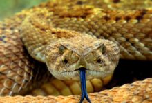 brown snake on brown soil