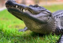 crocodile on green grass during daytime