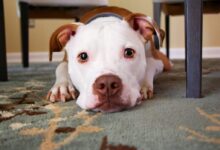 dog laying on area rug