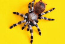 brown and black tarantula on yellow surface