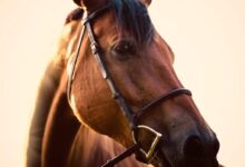 close up photo of brown horse