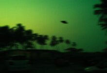 green and black trees under blue sky