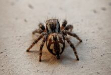 tarantule