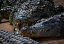 black and gray crocodiles
