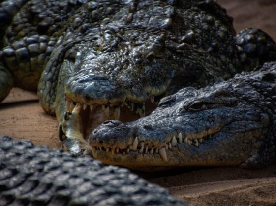 black and gray crocodiles