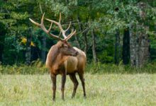 brown deer on green grass field during daytime