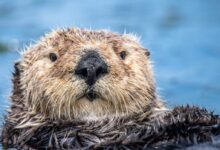 brown and black seal in water