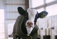 white and black cow