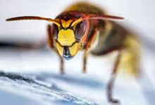 yellow and black bee on white textile