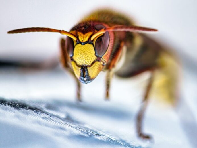 yellow and black bee on white textile